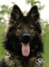 Personal Protection Dog For Sale - PARIS / head