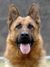 Elite Protection Dog For Sale - PIT / head