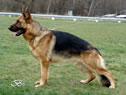 Elite Protection Dog For Sale - PIT / stand