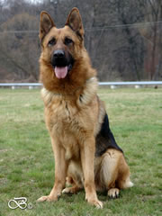 Elite Protection Dog For Sale - PIT / sit