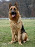 Elite Protection Dog For Sale - PIT / sit
