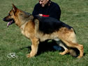Elite Protection Dog For Sale - QUARTZ / stand