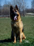 Elite Protection Dog For Sale - QUARTZ / sit