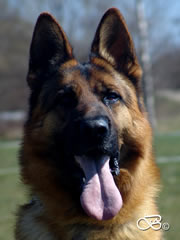 Elite Protection Dog For Sale - QUARTZ / head