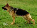 Personal Protection Dog For Sale - RENZO / stand