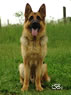 Personal Protection Dog For Sale - RENZO / sit