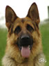 Personal Protection Dog For Sale - RENZO / head