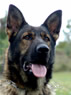 Family Protection Dog For Sale - LANA / head