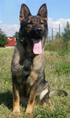 Family Protection Dog For Sale - Urgente / sit
