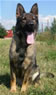Family Protection Dog For Sale - LANA / sit