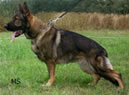 Family Protection Dog For Sale - Urgente / stand