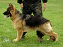 Wampeer - Family Protection Dog pic1