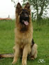 Wampeer - Family Protection Dog pic2