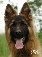 Wampeer - Family Protection Dog pic3