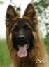 Wampeer - Family Protection Dog pic3