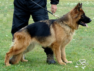 Family Protection Dog - WAVY / stand