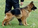 Family Protection Dog - WAVY / stand