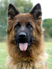 Family Protection Dog - WAVY / head