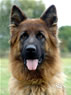 Family Protection Dog - WAVY / head