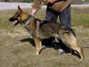 Trained Personal Protection Dog - Anita