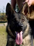 Trained Personal Protection Dog - Anita