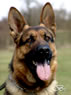 Trained Personal Protection Dog - Dexo