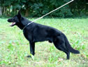 Trained Protection Dog - Don