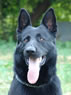 Trained Protection Dog - Don