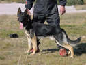 Trained Protection Dog - Emil