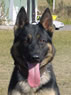 Trained Protection Dog - Emil