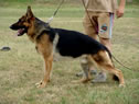 Trained Personal Protection Dog - Rolf