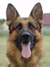 Trained Personal Protection Dog - Rolf