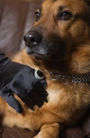 Elite Protection Dogs