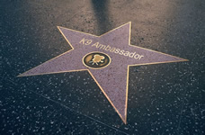K9 Ambassador - Star