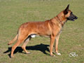 Elite Protection Dog for sale - Hario van Joefarm