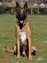Elite Protection Dog for sale - Hario van Joefarm