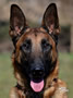 Elite Protection Dog for sale - Hario van Joefarm