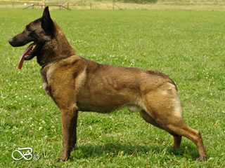 Lego z Huckelovy vily / Czech Police Dog for Stud