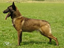 Lego z Huckelovy vily / Czech Police Dog for Stud