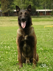 Lego z Huckelovy vily / Czech Police Dog for Stud