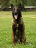 Lego z Huckelovy vily / Czech Police Dog for Stud