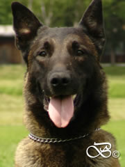 Lego z Huckelovy vily / Czech Police Dog for Stud