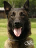 Lego z Huckelovy vily / Czech Police Dog for Stud
