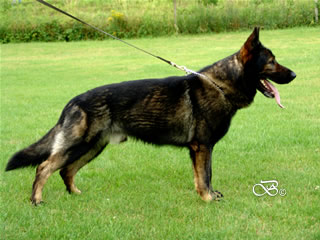 Pedro z Klemova dvora - German Shepherd for stud / stand