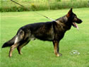 Pedro z Klemova dvora - German Shepherd for stud / stand