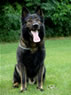 Pedro z Klemova dvora - German Shepherd for stud / sit