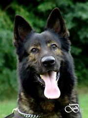 Pedro z Klemova dvora - German Shepherd for stud / head