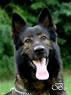 Pedro z Klemova dvora - German Shepherd for stud / head