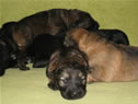 Zico x Kirby puppies at 12 days