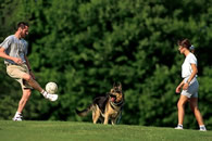 Personal Protection Dogs as companions